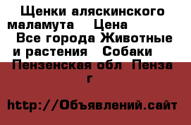 Щенки аляскинского маламута  › Цена ­ 15 000 - Все города Животные и растения » Собаки   . Пензенская обл.,Пенза г.